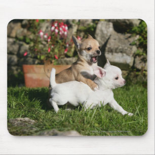 Chihuahua-Welpen-Spielen Mousepad