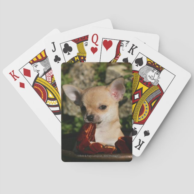 Chihuahua-Welpen Spielkarten (Rückseite)