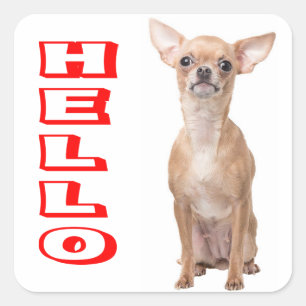 Chihuahua-Welpenhund Rot Hallo Quadratischer Aufkleber
