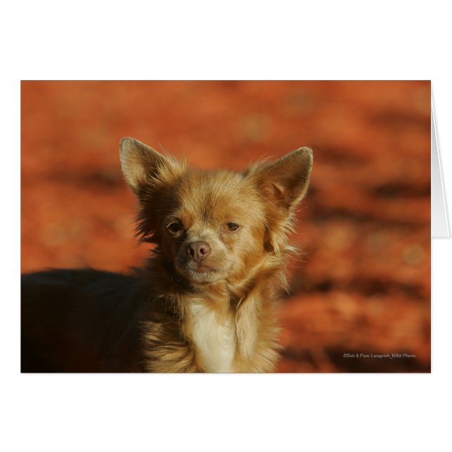 Chihuahua Welppy-Headshot (Vorderseite (Horizontal))