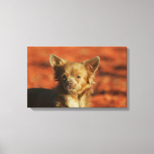 Chihuahua Welppy-Headshot Leinwanddruck