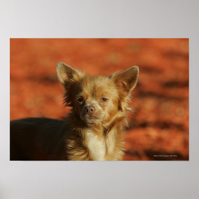Chihuahua Welppy-Headshot Poster (Vorne)