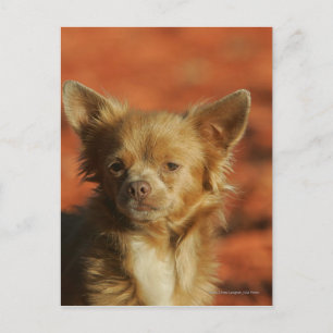 Chihuahua Welppy-Headshot Postkarte