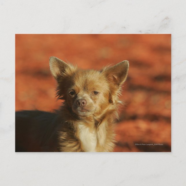 Chihuahua Welppy-Headshot Postkarte (Vorderseite)