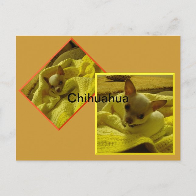 Chihuahua-Welppy-Postkarte Postkarte (Vorderseite)