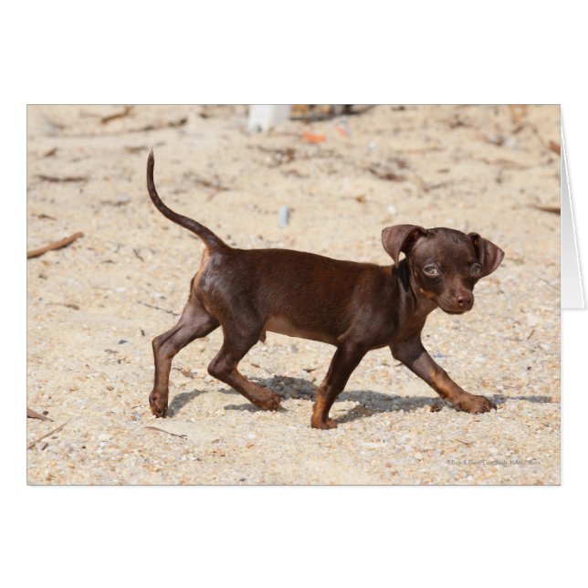 Chihuahua Welppy Walking (Vorderseite (Horizontal))