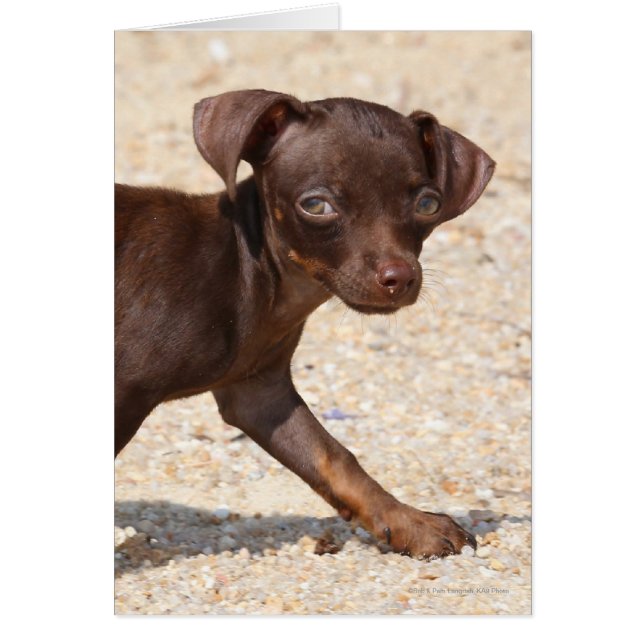 Chihuahua Welppy Walking (Vorne)