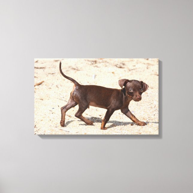 Chihuahua Welppy Walking Leinwanddruck (Vorderseite)