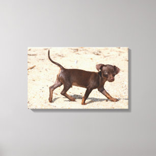 Chihuahua Welppy Walking Leinwanddruck