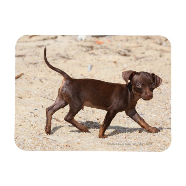 Chihuahua Welppy Walking Magnet (Horizontal)