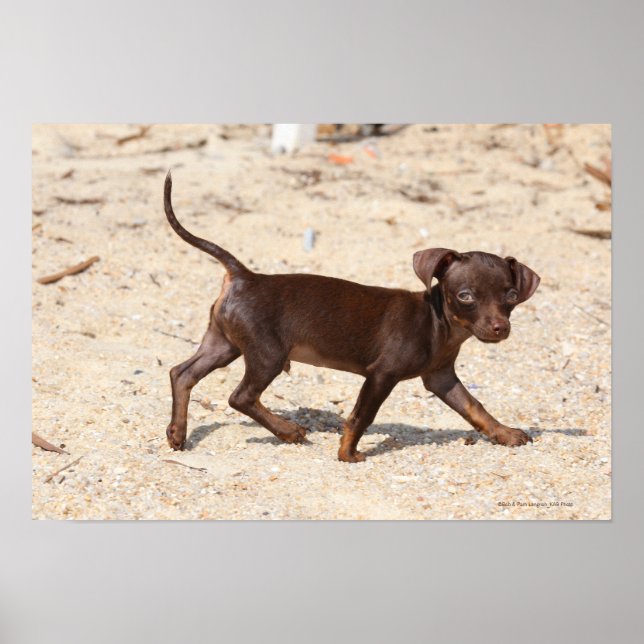 Chihuahua Welppy Walking Poster (Vorne)