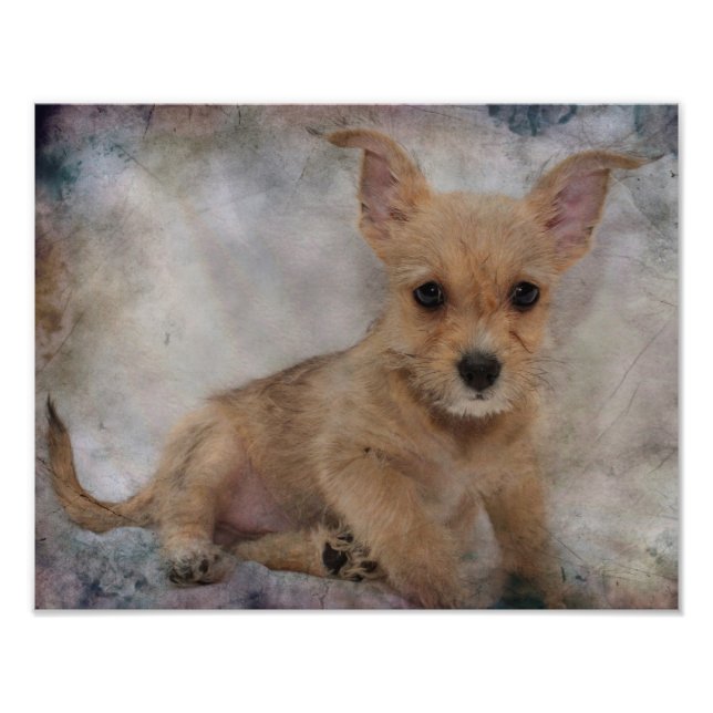 Chihuahua/Yorkie Puppy Fotodruck (Vorne)