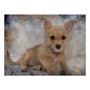 Chihuahua/Yorkie Welpe Fotodruck