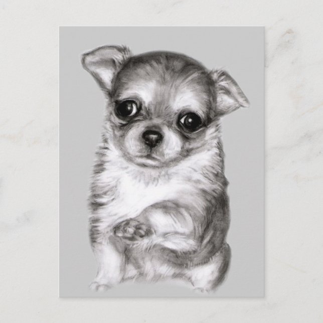 Chihuahua zeichnend postkarte (Vorderseite)