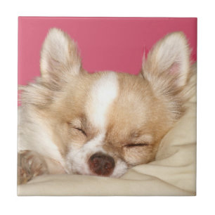 Chihuahuagesichtsfliese Fliese