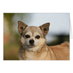 ChihuahuaHeadshot