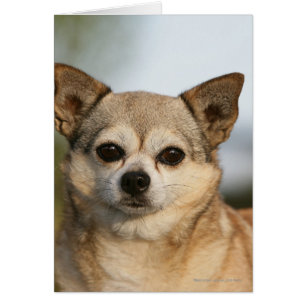 ChihuahuaHeadshot