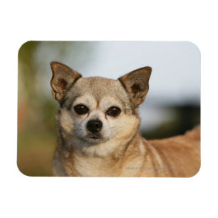 ChihuahuaHeadshot Magnet