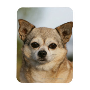 ChihuahuaHeadshot Magnet