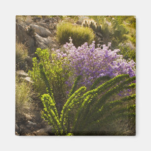 Chihuahuan-Wüstenpflanzen in Blüte Magnet