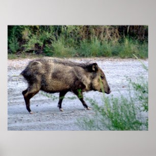 Chihuahuan Wüstenszene 10 javelina Poster