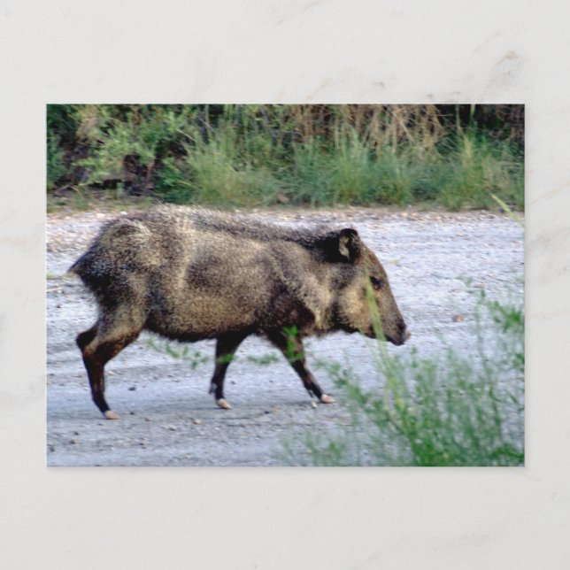 Chihuahuan Wüstenszene 10 javelina Postkarte (Vorderseite)