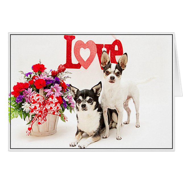 Chihuahuas, Blume und Liebe (Vorderseite (Horizontal))