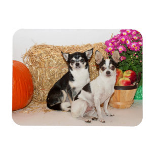 Chihuahuas im Fall Magnet