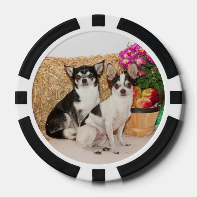 Chihuahuas im Fall Pokerchips (Vorderseite)