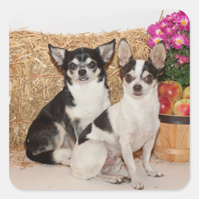 Chihuahuas im Fall Quadratischer Aufkleber (Vorderseite)