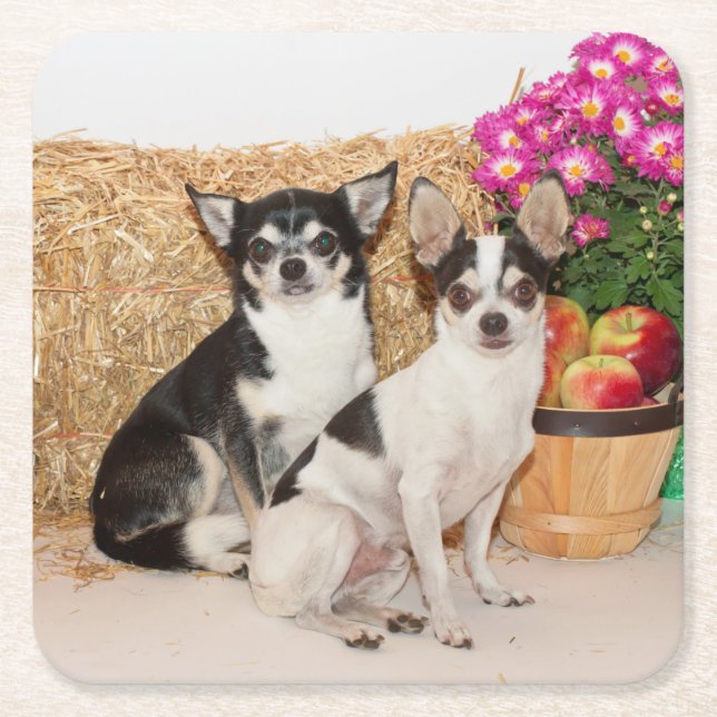 Chihuahuas im Fall Rechteckiger Pappuntersetzer (Vorderseite)