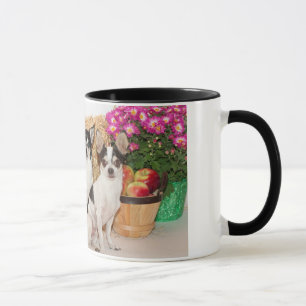 Chihuahuas im Fall Tasse