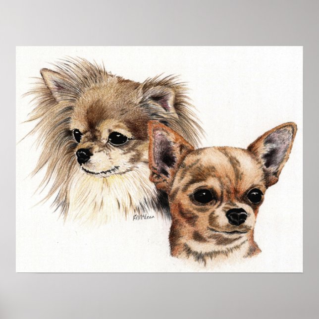 Chihuahuas, lang und glatt poster (Vorne)