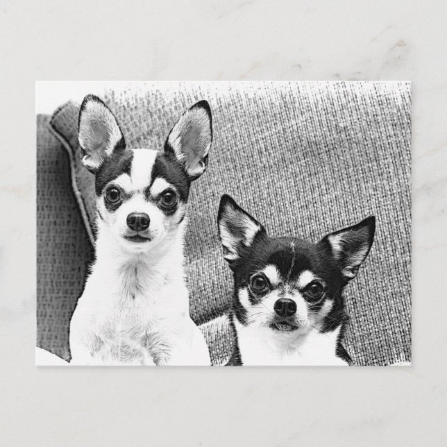 Chihuahuas Postkarte (Vorderseite)