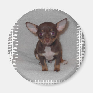 Chihuahuas Regel 1 Magnet