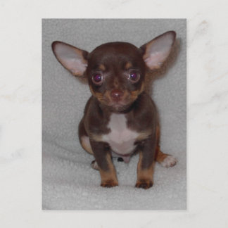 Chihuahuas Regel 1 Postkarte