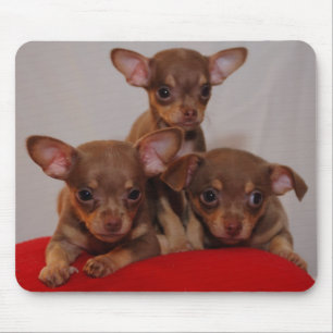 Chihuahuawelpen Mousepad