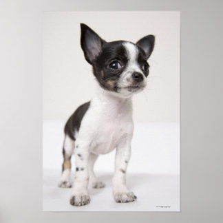 Chihuhua Welpe stehend auf weißem Stoff Poster