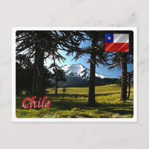 Chile - Araucarias - Postkarte