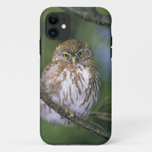Chile, Aysen. Junger Austral-Sperlingskauz Case-Mate iPhone Hülle