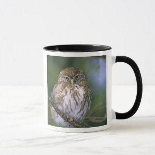 Chile, Aysen. Junger Austral-Sperlingskauz Tasse