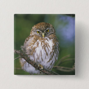 Chile, Aysen. Juvenile Autral Pygmy Owl Button