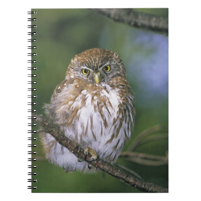 Chile, Aysen. Juvenile Autral Pygmy Owl Notizblock (Vorderseite)
