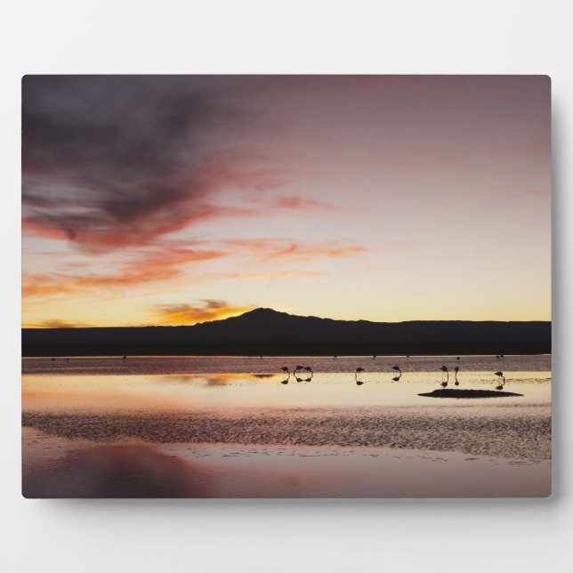 Chilean Flamingo Fotoplatte (Vorderseite)