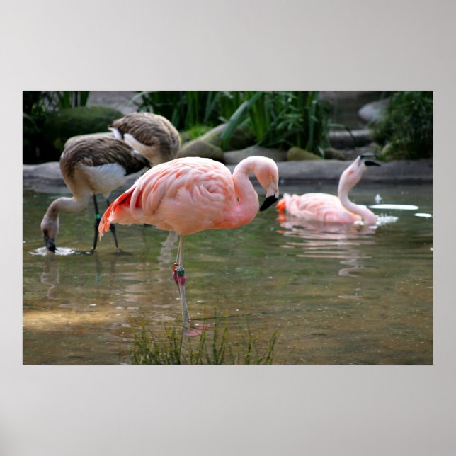 Chilean Flamingo Poster (Vorne)