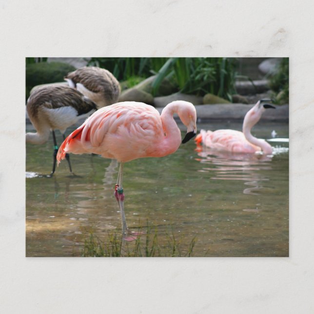 Chilean Flamingo Postkarte (Vorderseite)