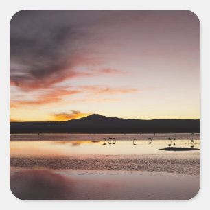 Chilean Flamingo Quadratischer Aufkleber