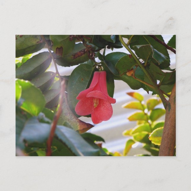 Chilen nationale Blume Postkarte (Vorderseite)