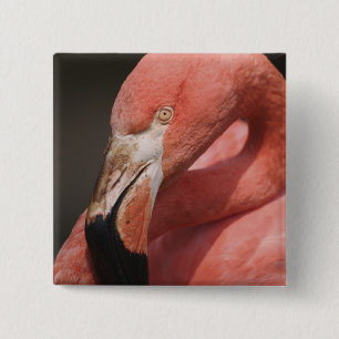 Chilenische Flamingo, Phoenicopterus chilensis Button