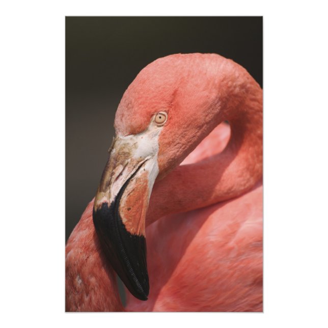 Chilenische Flamingo, Phoenicopterus chilensis Fotodruck (Vorne)
